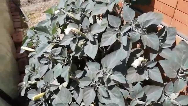 Небольшой обзор части участка: гранат в открытом грунте, кампсис, опунция, виноград смотреть онлайн