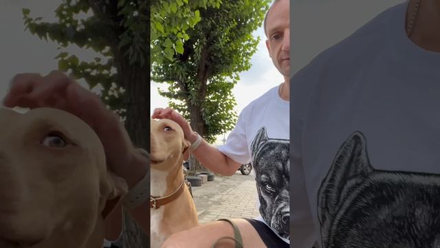 Питбуль на футболке и рядом Питбуль??? смотреть онлайн