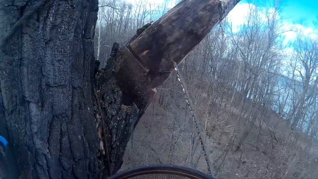Удаление большого сухого тополя#Арборист "SamArbo" смотреть онлайн
