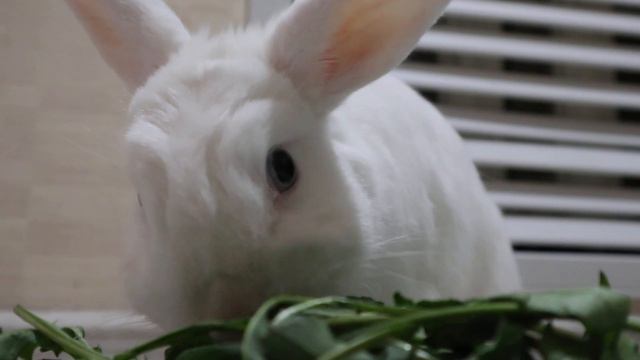 Кролик ест зелень 🌿