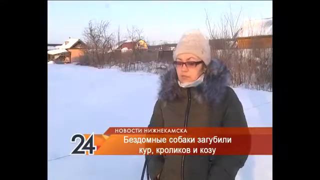 Бродячие собаки загрызли всех животных на подворье около Нижнекамска смотреть онлайн