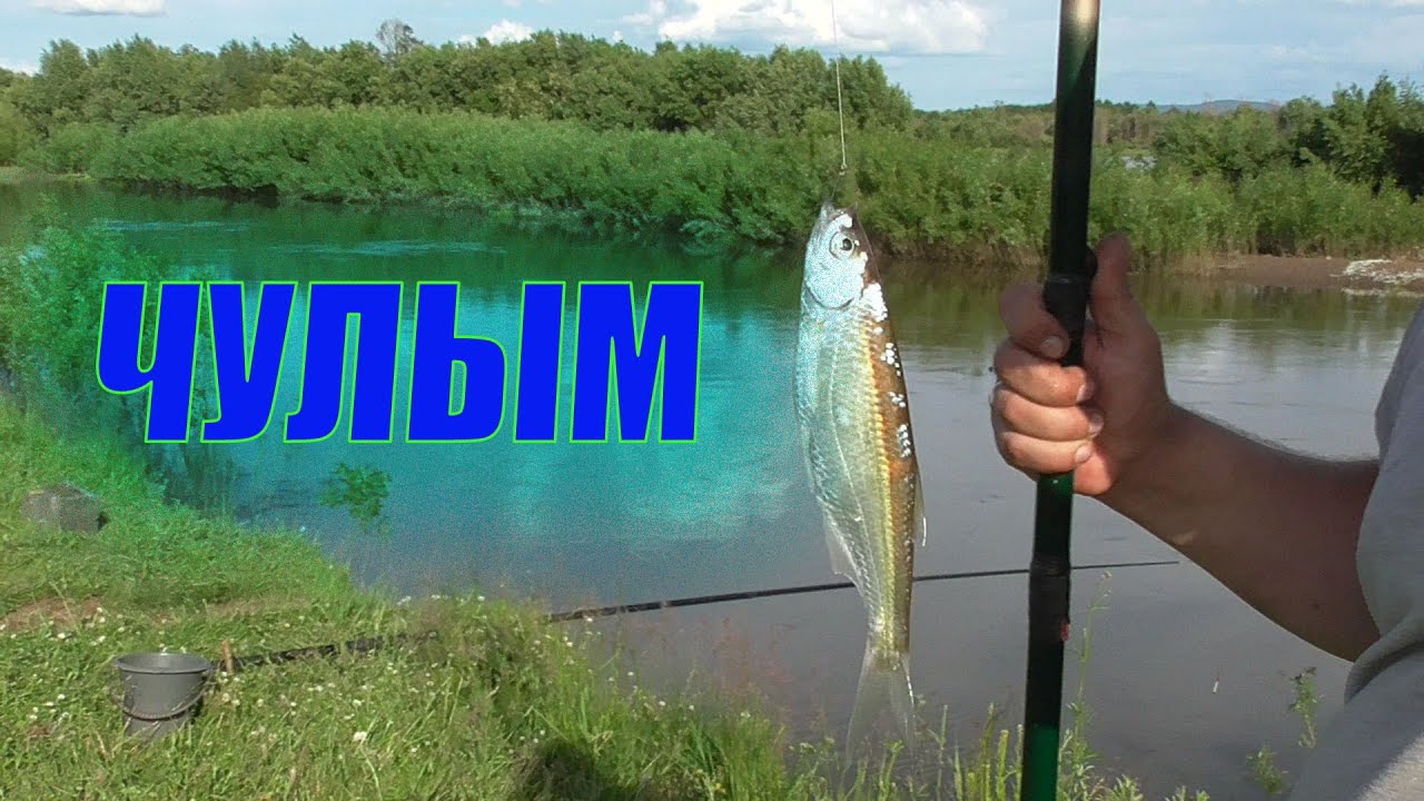 Рыбалка на бабочку река Чулым.Один час на берегу смотреть онлайн