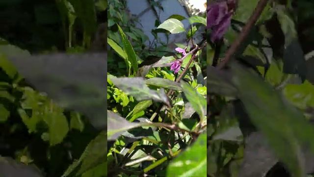 Jalapeno Purple @Purple Tiger смотреть онлайн