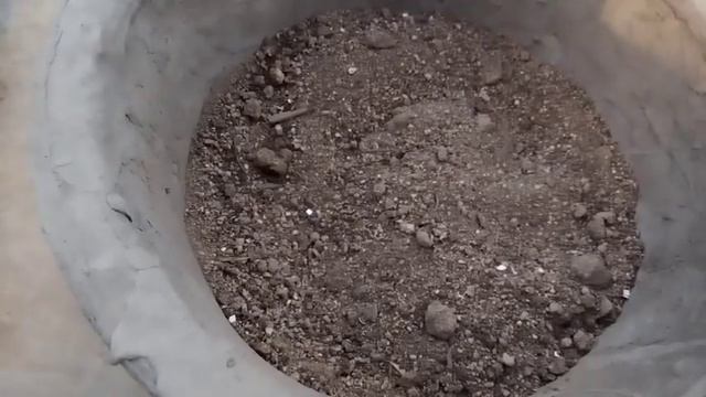 559 - How to grow n care Verbena and Blue Larkspur from seed (Hindi /Urdu) 5/11/17 смотреть онлайн