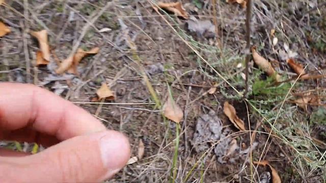 МАЛ ГРИБ, ДА ВКУСЕН! ПРОГУЛКА ПО ОСЕННИМ ЛЕСАМ! РАЗВЕДКА ГРИБНЫХ МЕСТ 2022! смотреть онлайн