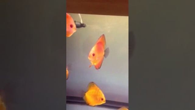 Stendka Red Marlboro Discus fish for sale смотреть онлайн