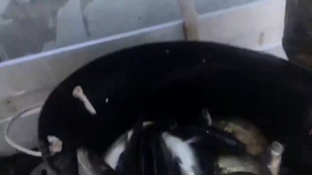 02.08.2018 Савельево Ольгово привоз 1 тонны 100 кг карпа смотреть онлайн