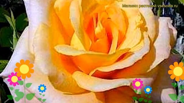 Роза чайно-гибридная Диорама. Краткий обзор, описание характеристик, где купить саженцы Diorama