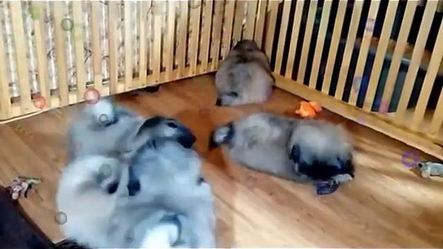 Говорят, что рыжие не злые, Если только рыжих не дразнить.