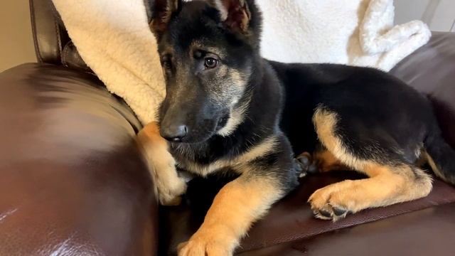 German Shepherd Head Tilt Compilation! Java tilts 180 I guess смотреть онлайн