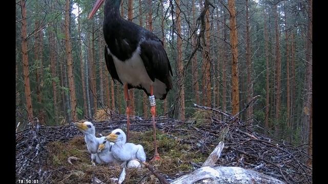 Must-toonekurg: ciconia nigra: Another great feeding from Karl II. 08.06.22 смотреть онлайн