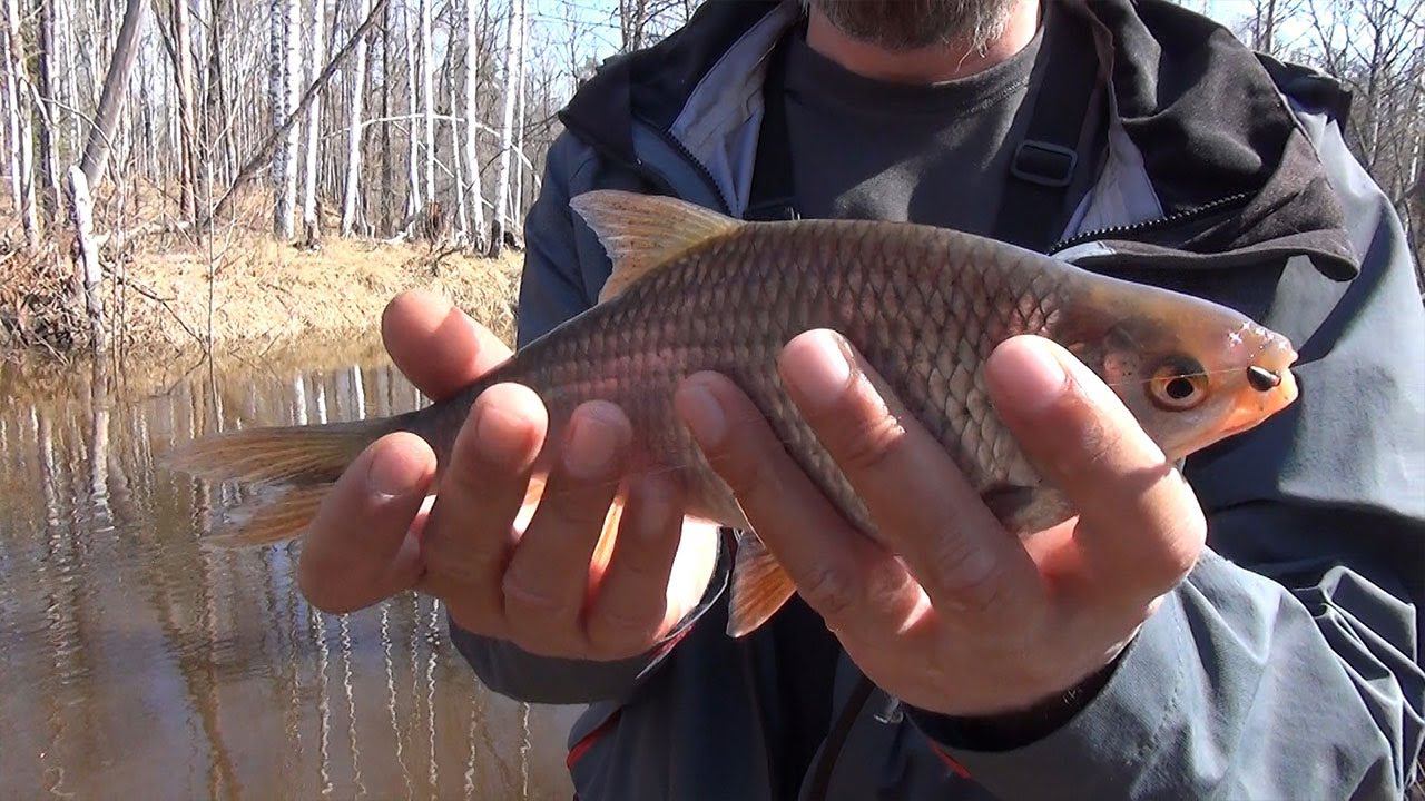 ПЛОТВА в корягах. Весенняя рыбалка с боковым кивком на малой лесной речке смотреть онлайн