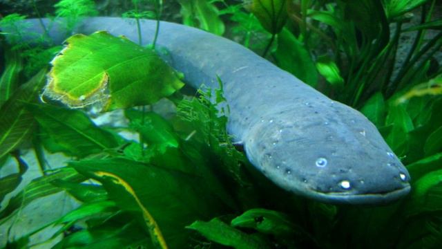 Интересные факты о рыбах