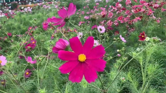 Милая космея - простой и неприхотливый цветок для вашего сада! смотреть онлайн