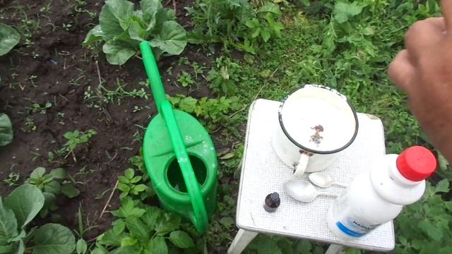Нашатырный спирт + Молочная сыворотка +йод + мыло! Защитят капусту от Тли и Слизней !!! смотреть онлайн