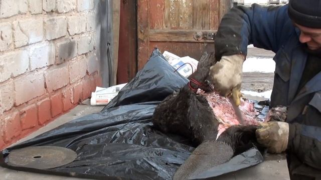 Бобр снимаем шкуру часть 1 смотреть онлайн