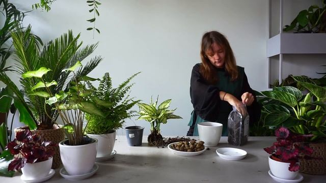 Как правильно пересаживать растение-видеоинструкция/RomRomPlant смотреть онлайн