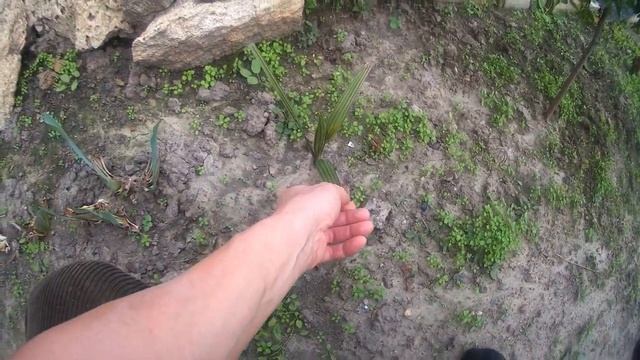 ОКТЯБРЬ ОБЗОР ОГОРОДА ЧТО СТАЛО С ФИНИКОВОЙ ПАЛЬМОЙ   ПЕРЕСАДКА В ГОРШОК