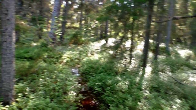 #20 Деревянные развалины | Золото Белого Моря | Поход 2023