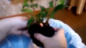 Фикус Бенджамина сорт Наташа. Первая пересадка, обзор.