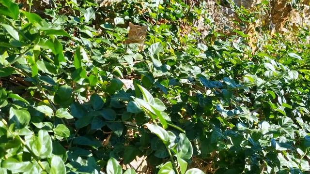 Йога для мощности воли