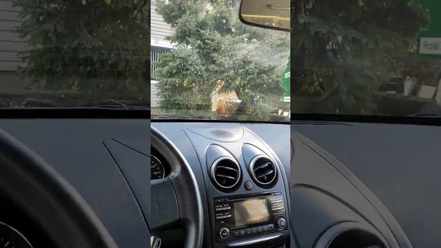 Nissan Rogue Select: или как пройти имишн тест в США? смотреть онлайн