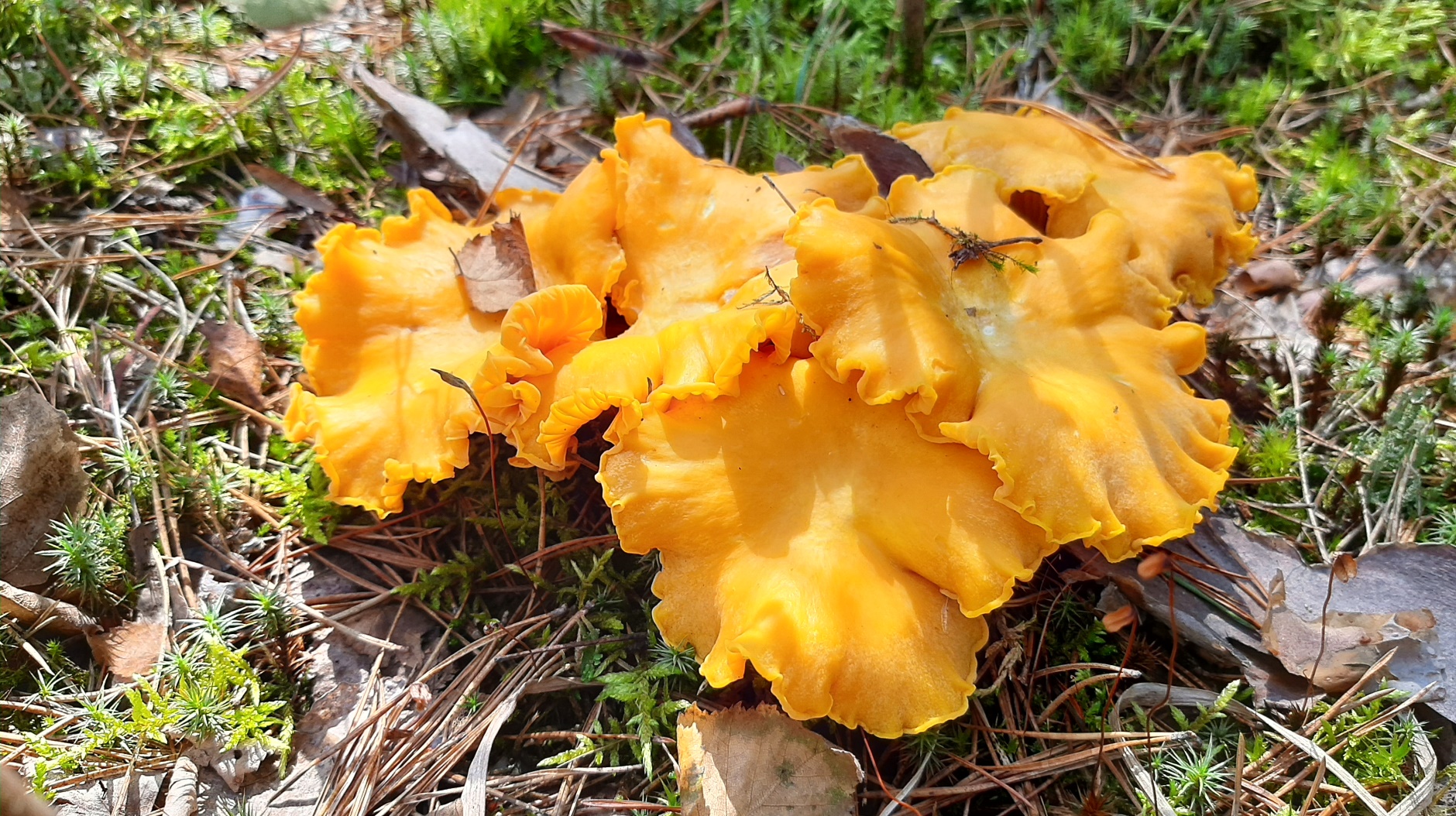 ГРИБНИКИ ЗАШЛИ В ЛЕС И НЕ ПОВЕРИЛИ СВОИМ ГЛАЗАМ! Неожиданные Грибы. Сбор 2022 смотреть онлайн