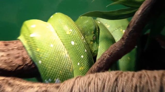 Зеленый питон. Morelia viridis. смотреть онлайн