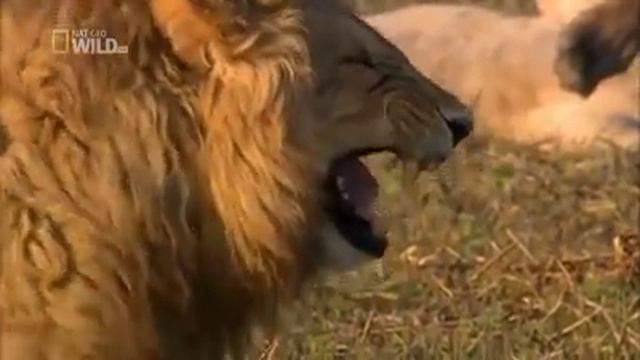 Царь зверей. Очень смешное видео. смотреть онлайн