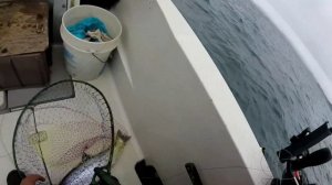 КАК ПОЙМАТЬ ЛОСОСЯ на удочку троллингом в Японском море. Рыбалка на красную рыбу Симу по лицензии.