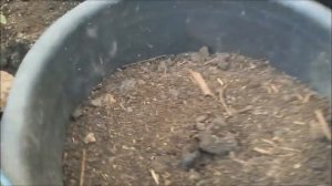 Посадка картошки в  ведре.Эксперимент.