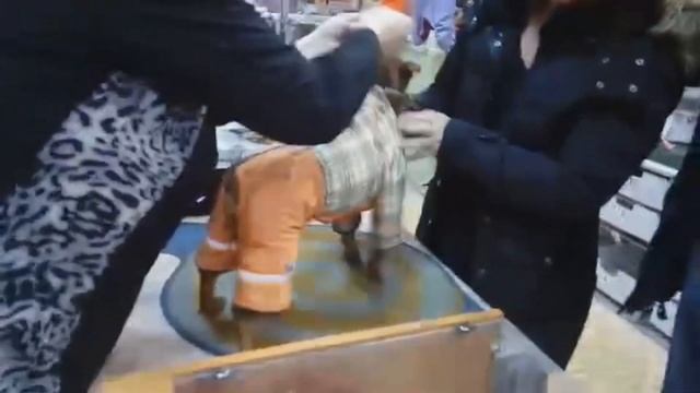 Зимний комбинезон для цвергпинчера смотреть онлайн