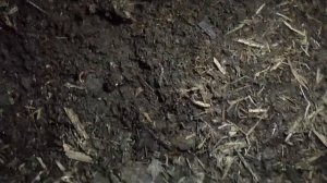 Как уживаются вместе разные виды червей? Разведение червей. Взаимодействие червей.