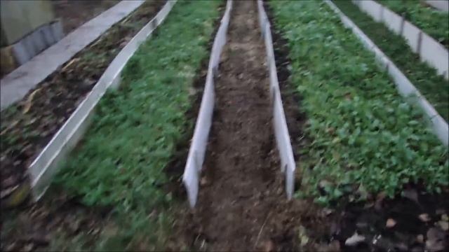 Сею Белый Клевер на дорожки. смотреть онлайн