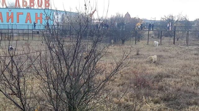 Утреннее кормление львов. Часть первая. Оба Алекса пришли на завтрак. Лейла сегодня первая. смотреть онлайн