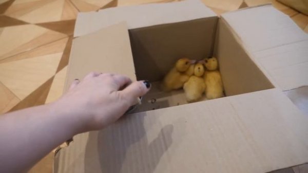 VLOG Хотели купить цыплёнка, а купили трёх утят