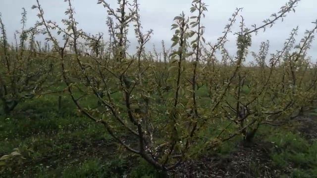 Черешня-капризная дама, при капризной погоде.UFO смотреть онлайн