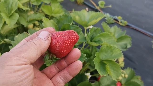/Клубника Скала!/Очень крупный поздний сорт! / смотреть онлайн