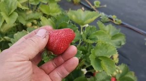 /Клубника Скала!/Очень крупный поздний сорт! /
