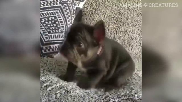 Французский Бульдог - Смешные Бульдоги Видео - Приколы с Бульдогами/Amazing Funny Bulldog Video