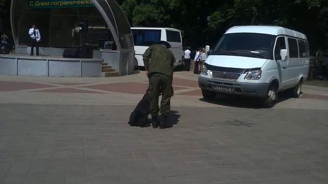 Состязание кинологов в Белгороде на День Пгораничника смотреть онлайн