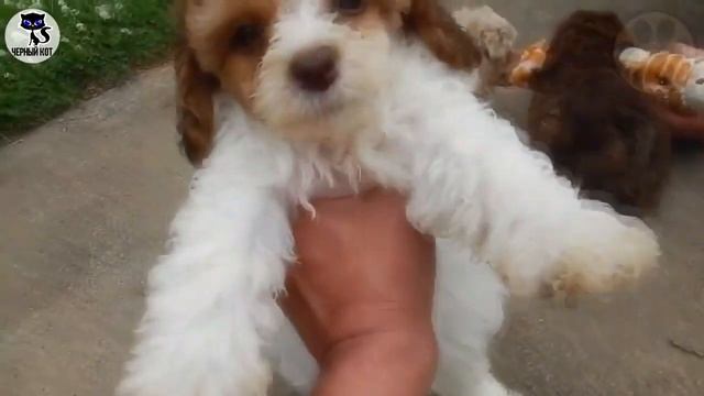 ✔ Пудель, плюсы и минусы породы, 5 причин завести пуделя смотреть онлайн