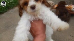 ✔ Пудель, плюсы и минусы породы, 5 причин завести пуделя