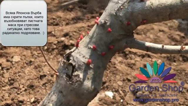 Как се подрязва японска върба - Salix Hakuro Nishiki смотреть онлайн