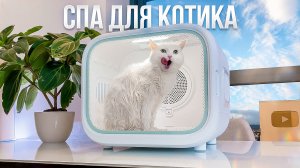 КАК ПРАВИЛЬНО МЫТЬ КОТА? УСТРОИЛИ СПА ДЛЯ ПУШИСТОГО?