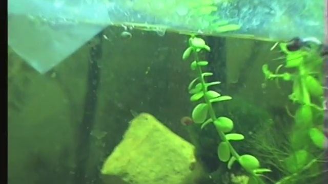 Тест зума после ремонта. M3000 смотреть онлайн