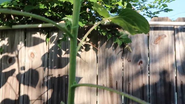 Sunflower Garden Tour (10ft Sunflower!!) смотреть онлайн