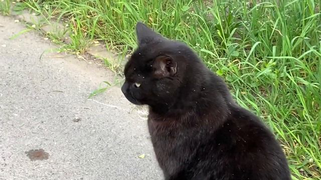 BLACK CATS. ЧЁРНЫЙ И ОПАСНЫЙ...ЧЁРНЫЙ КОТ. СМЕШНЫЕ КОТЫ. ...BLACK AND DANGEROUS...Funny JOKES смотреть онлайн