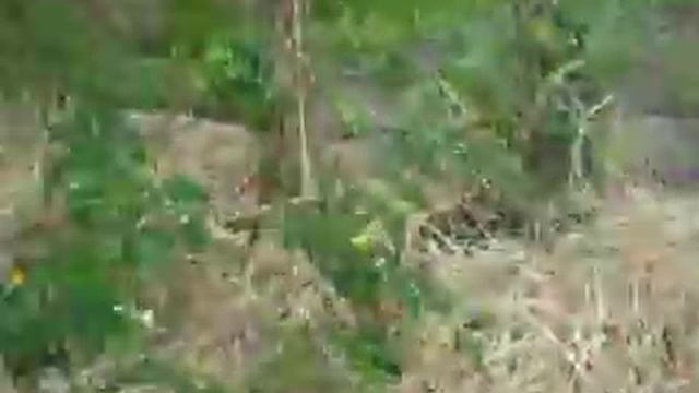 Кабачки, помідори , огірки смотреть онлайн