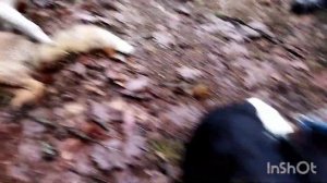 ОХОТА С ЭСТОНСКОЙ ГОНЧЕЙ НА ЛИСУ